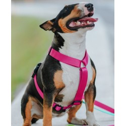 DINGO Szelki z Taśmy Dwupaskowe GUARD ENERGY dwie klamry - pomarańczowe L