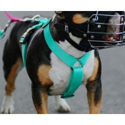 DINGO Szelki z Taśmy Dwupaskowe GUARD ENERGY dwie klamry - miętowe S