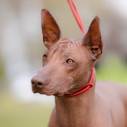 DINGO Smycz skórzana wystawowa - ringówka 0,6 / 150 cm czerwona
