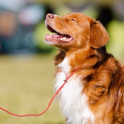 DINGO Smycz wystawowa - ringówka 0,4 / 150 cm czerwona