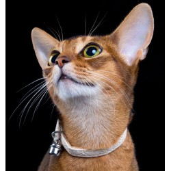 DINGO Obroża dla kota Elegance 1 x 29 cm - pomarańczowa