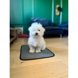 ZOLUX Mata higieniczna wielokrotnego użytku 60 x 40 cm