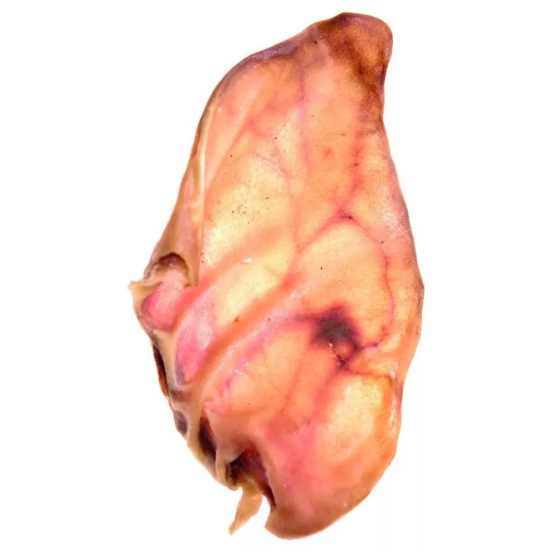 COMFY APPETIT Przysmak Ucho wieprzowe 1 szt