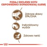 ROYAL CANIN Ageing +12 karma mokra w galaretce dla kotów dojrzałych 12x 85g