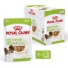 ROYAL CANIN X-Small Adult karma mokra w sosie dla psów dorosłych, ras miniaturowych do 4 kg 12x 85g