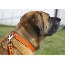 DINGO Obroża skórzana Boutique - Orange 2,0 x 50cm