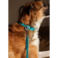 DINGO Obroża skórzana Boutique - Aqua blue 2,0 x 50cm