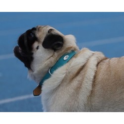 DINGO Obroża skórzana Boutique - Aqua blue 2,0 x 50cm