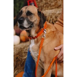 DINGO Smycz skórzana Boutique - Orange 1,2 x 180cm