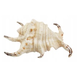 AQUA NATURA Dekoracja akwarystyczna muszla duża