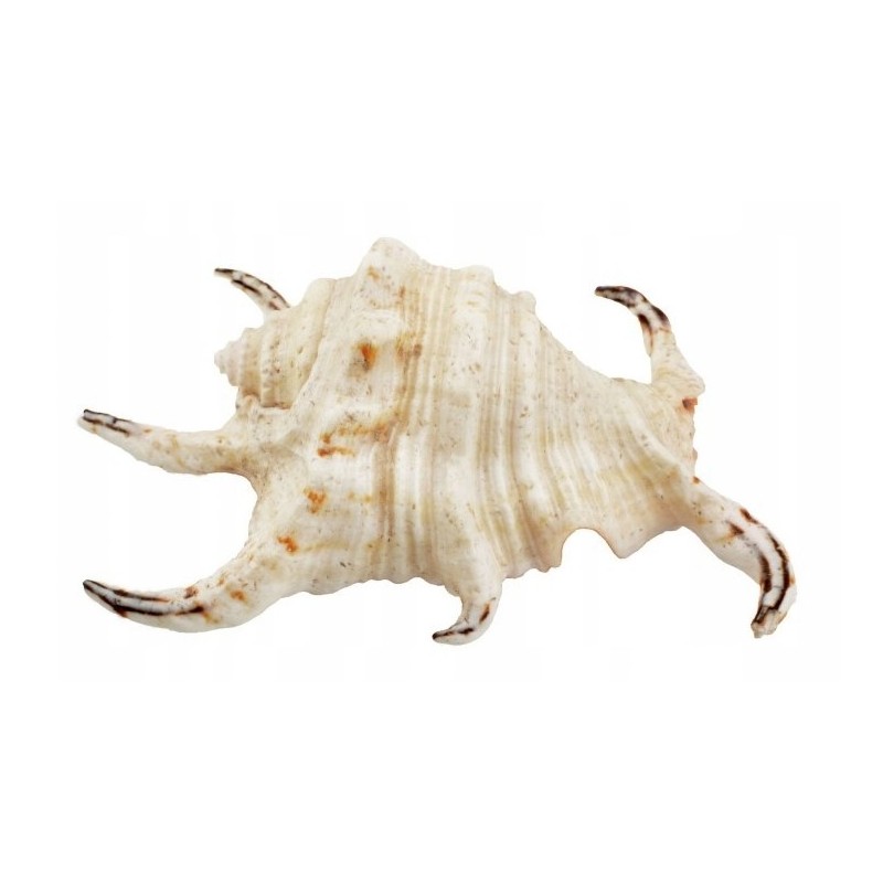 AQUA NATURA Dekoracja akwarystyczna muszla duża