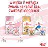 ROYAL CANIN Kitten Instinctive karma mokra w galaretce dla kociąt do 12 miesiąca życia 12x 85g