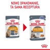 ROYAL CANIN Hair & Skin Care karma mokra w galaretce dla kotów dorosłych, lśniąca sierść i zdrowa skóra 12x 85g