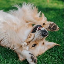 DINGO Gryzak z drewna kawowego na sznurze DWA WĘZŁY 22 cm