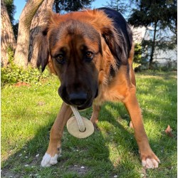 DINGO Gryzak z drewna kawowego na sznurze RING 15 cm