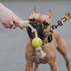 DINGO Gryzak z drewna kawowego na sznurze Z PIŁKĄ 33 cm