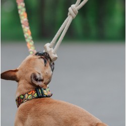 DINGO Gryzak z drewna kawowego na sznurze PRZECIĄGACZ 37 cm