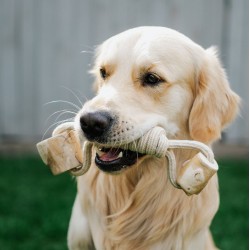 DINGO Gryzak z drewna kawowego na sznurze HANTEL 27 cm