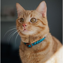 DINGO Komplet obroży dla kota (18-28 cm) 3 szt. LEOPARD