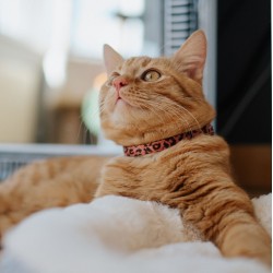 DINGO Komplet obroży dla kota (18-28 cm) 3 szt. LEOPARD