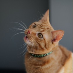 DINGO Komplet obroży dla kota (18-28 cm) 3 szt. LEOPARD