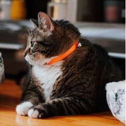 DINGO Komplet obroży dla kota (18-28 cm) 3 szt. - różne kolory