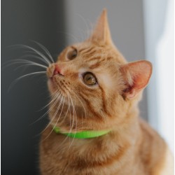 DINGO Komplet obroży dla kota (18-28 cm) 3 szt. - różne kolory