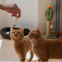 DINGO Kitty Trumpet - 9 cm