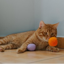 DINGO Piłka Kociosplotki 2 szt. 4 cm