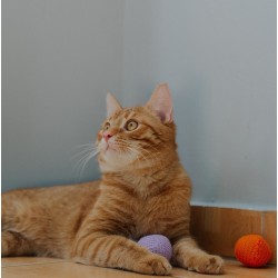 DINGO Piłka Kociosplotki 2 szt. 4 cm