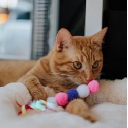 DINGO Catepillar 10 cm