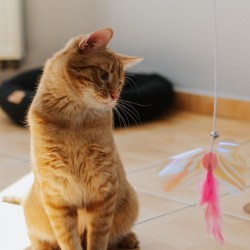 DINGO Wędka dla kota ANGEL (45 cm + 45 cm)