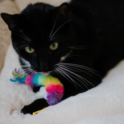 DINGO Zabawka dla kota Robak - Worm 15 cm