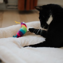 DINGO Legowisko prostokątne dla zwierząt (60 x 50 x 12 cm) ZYGZAK