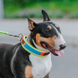 DINGO Obroża Active - Sydney S