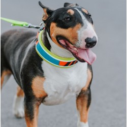 DINGO Obroża Active - Sydney L