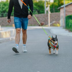 DINGO Smycz przepinana Active - Sydney 2,5 x 220 cm