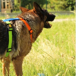 DINGO Szelki Guard Active - Sydney S