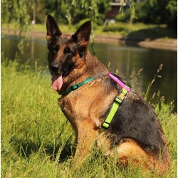 DINGO Szelki Guard Active - Brasil M