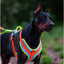 DINGO Szelki Active - Sydney L