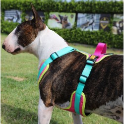 DINGO Szelki Active - Brasil M