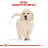 ROYAL CANIN BHN Golden Retriever Puppy 12kg PROMO Uszkodzenie