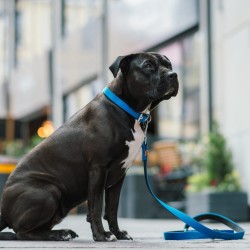 DINGO Smycz pojedyncza Energy 1,2 x 120 cm - niebieska