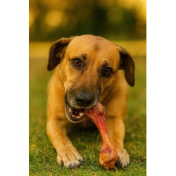 ZOLUX Kość dla psa z szynki parmeńskiej L 370 g