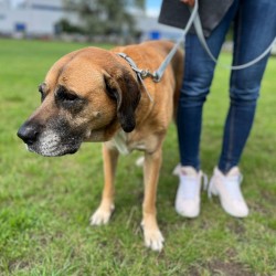 DINGO Obroża z taśmy polipropylenowej szer. 3cm dł. 65cm - czerwona