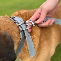 DINGO Obroża z taśmy polipropylenowej szer. 3cm dł. 65cm - czerwona