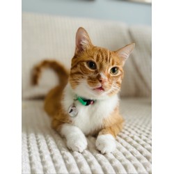 ZOLUX Obroża dla kota z zawieszką w kształcie ptaka Chatouille - zielona