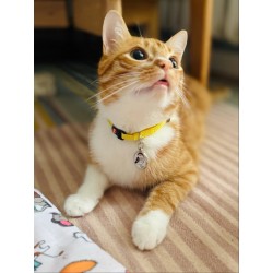 ZOLUX Obroża dla kota z zawieszką w kształcie ptaka Chatouille - żółta