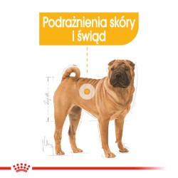 ROYAL CANIN CCN Medium Dermacomfort 12kg PROMO Krótki termin