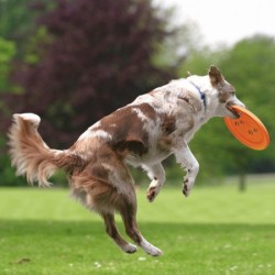 TRIXIE Frisbee - Dysk Dog Activity 23cm